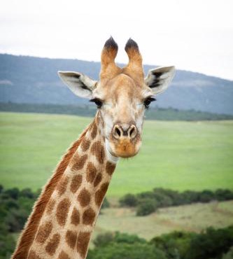Bellevue Game Reserve - Safari Camp in Paterson