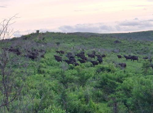 Sunset Safari Camp at Hluhluwe Game Park in KwaNompondo