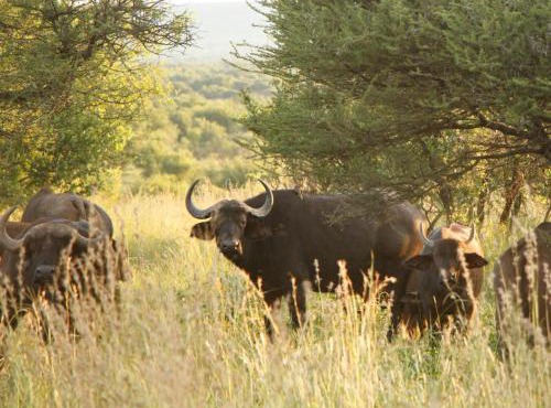 Stroomrivier Lodge in Boshoek