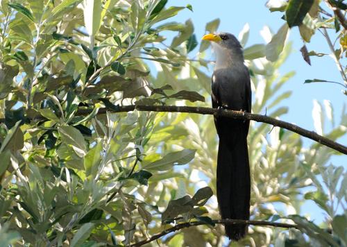 Malkoha Lake St Lucia in Hluhluwe