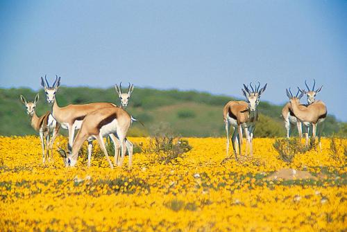 Bushmans Kloof Wilderness Reserve and Wellness Retreat in Clanwilliam