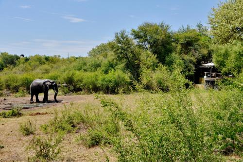 Motswiri Private Safari Lodge in Madikwe Game Reserve
