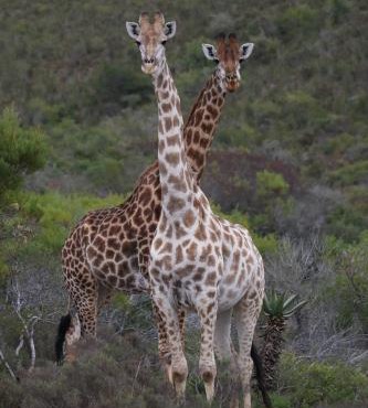 Garden Route Safari Camp in Mossel Bay